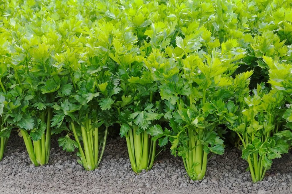 Celery A Digestive Choice Celery A Digestive Choice