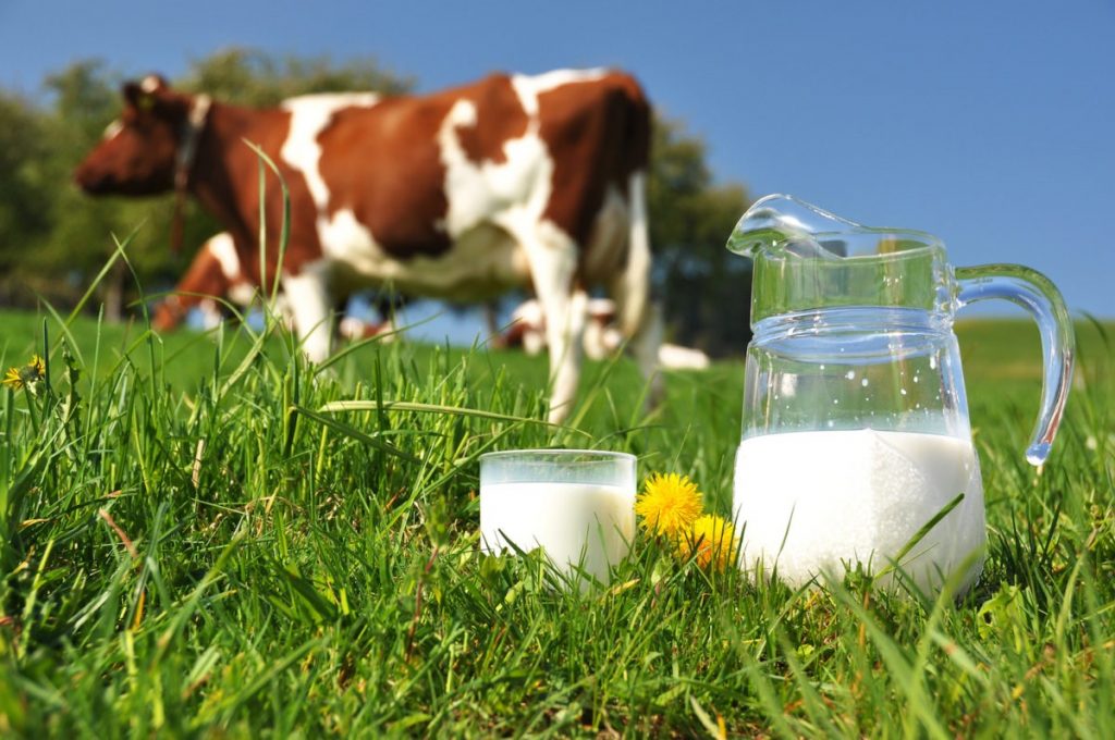 Cow Milk For Weight Loss