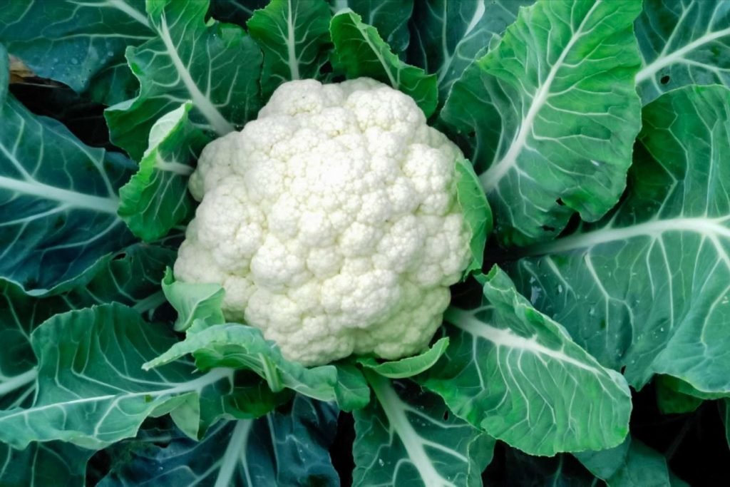 Low-Carbs Cauliflower Low-Carbs Cauliflower