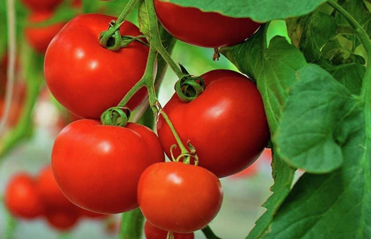 Anti Inflammatory Food, Contain Omega3 Fatty Acid & Polyphenol